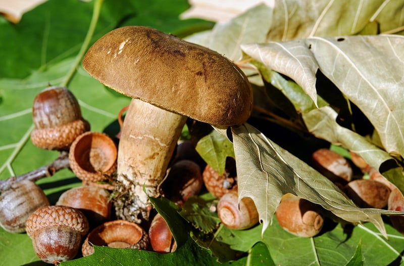 Edible Landscaping