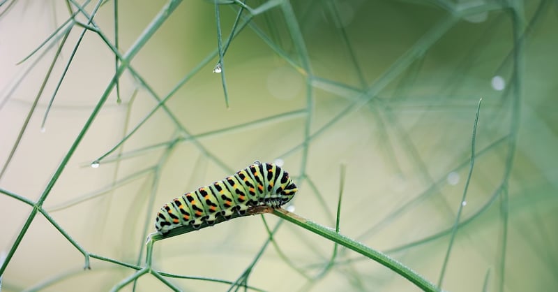 Caterpillars