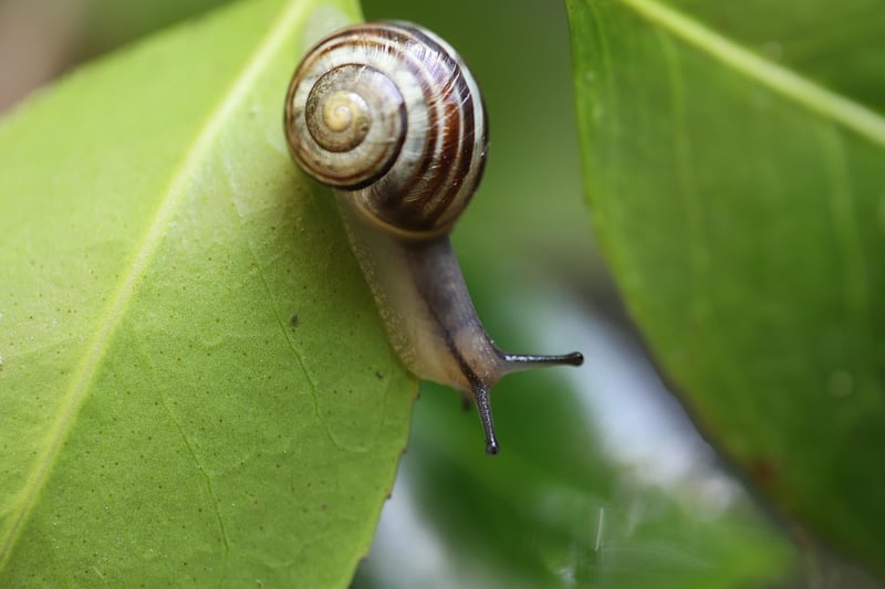 Slugs and Snails